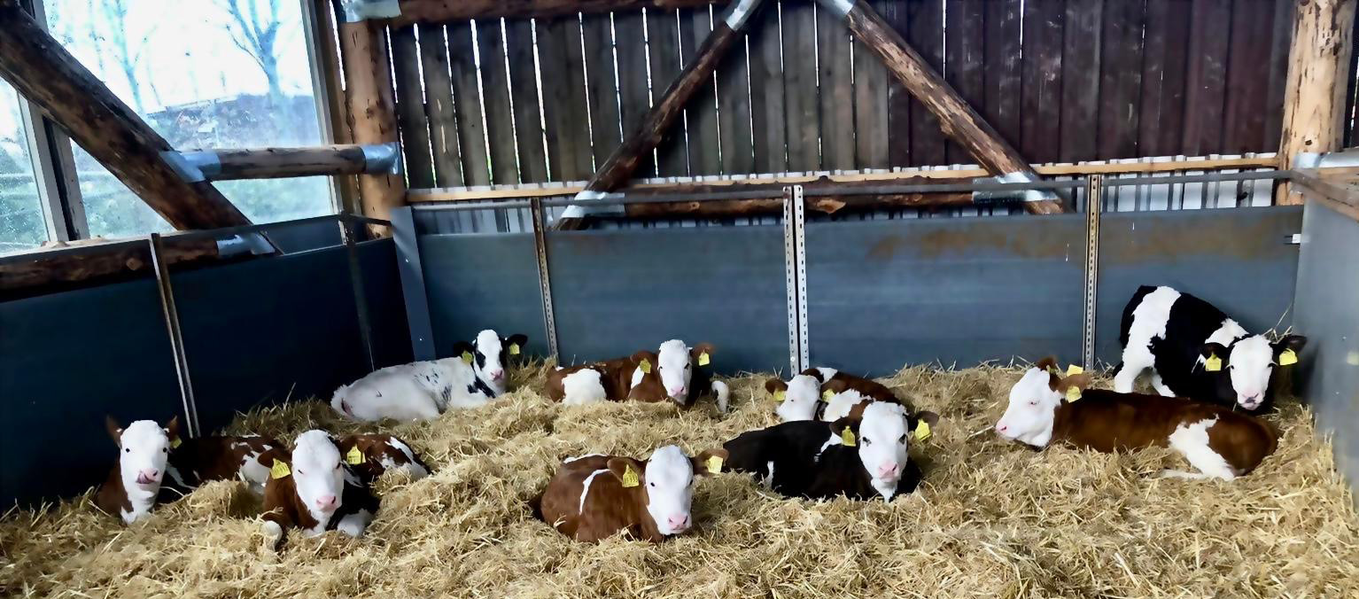 Kälber im Stroh