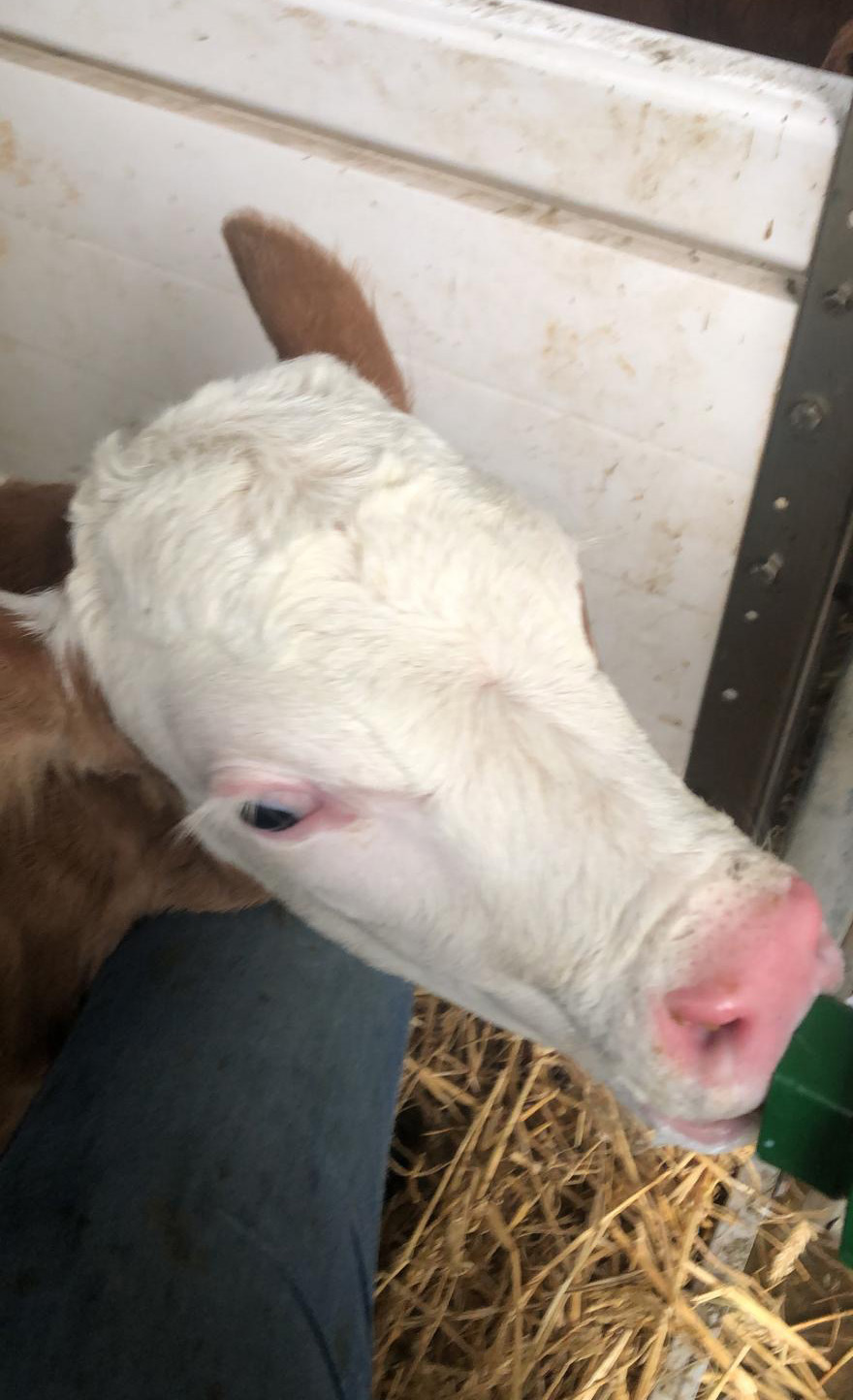 Kalb mit Fläschchen