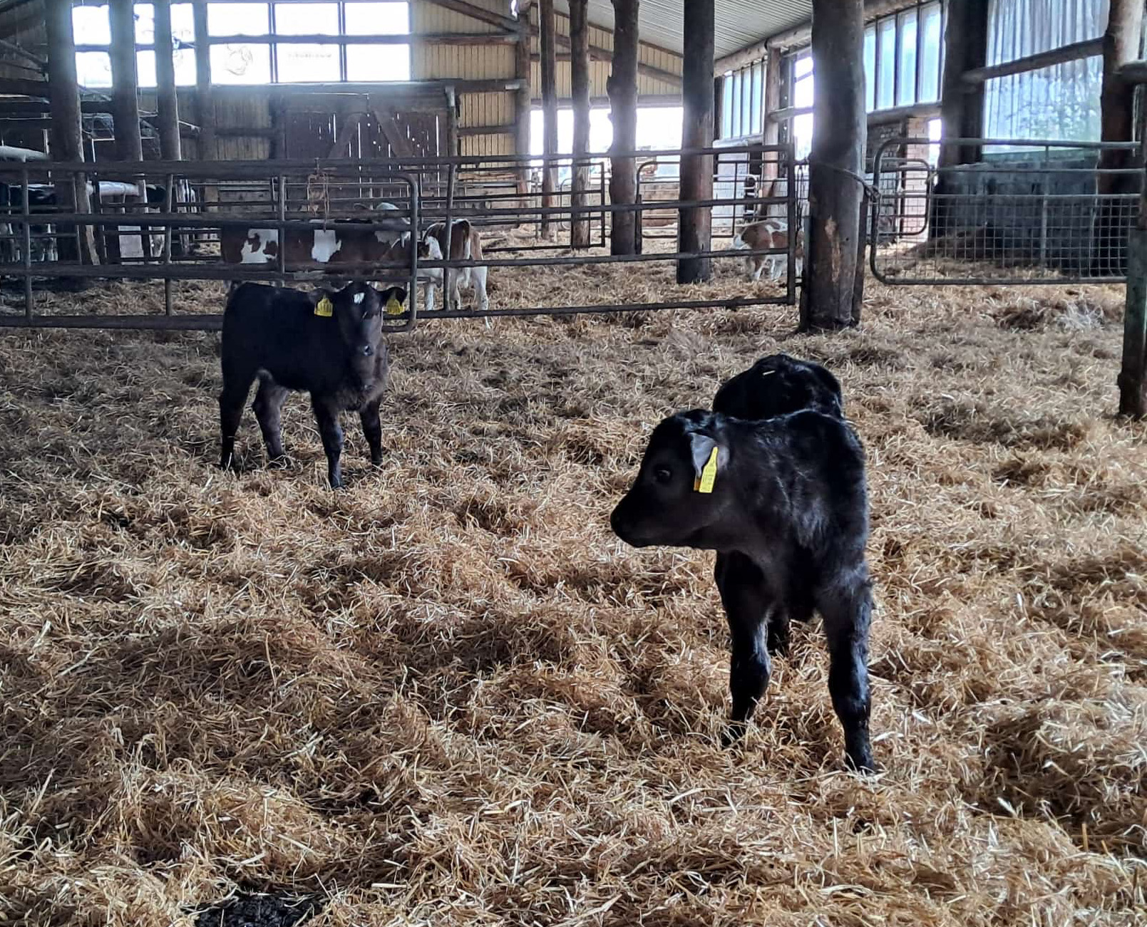 Kälber im Stall