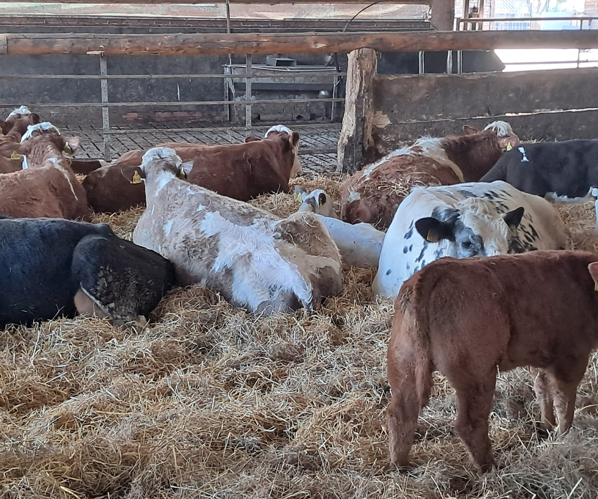 Liegende Kühe im Stroh