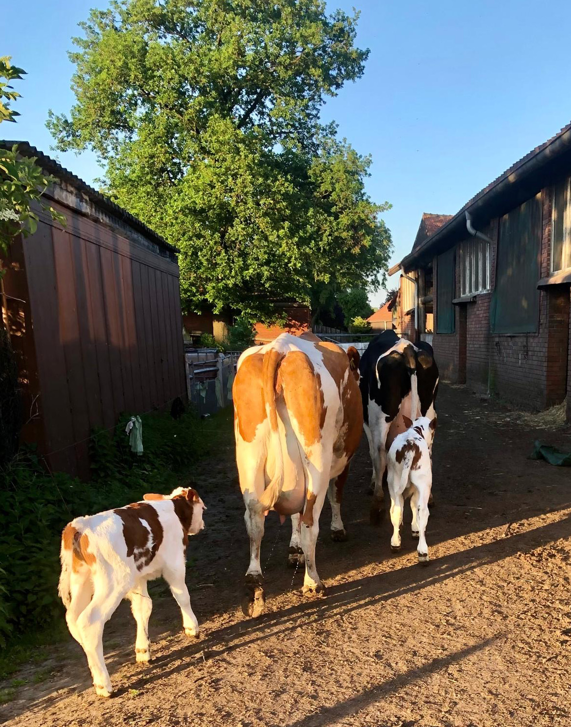 Kuh und Kälber auf den Weg rein