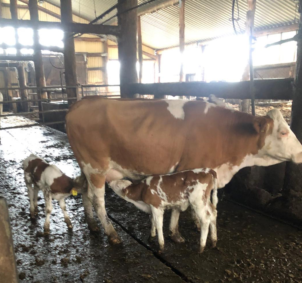 Kälber bei der Mutter am trinken