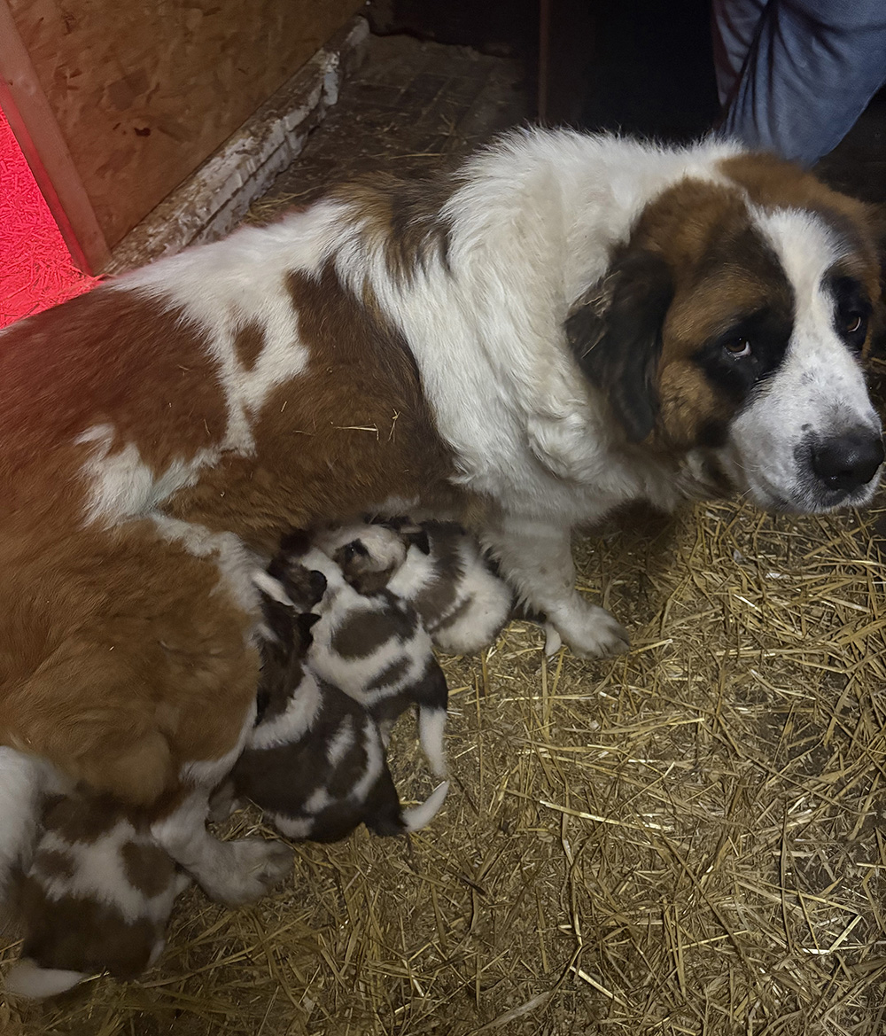 Biene mit ihren Welpen