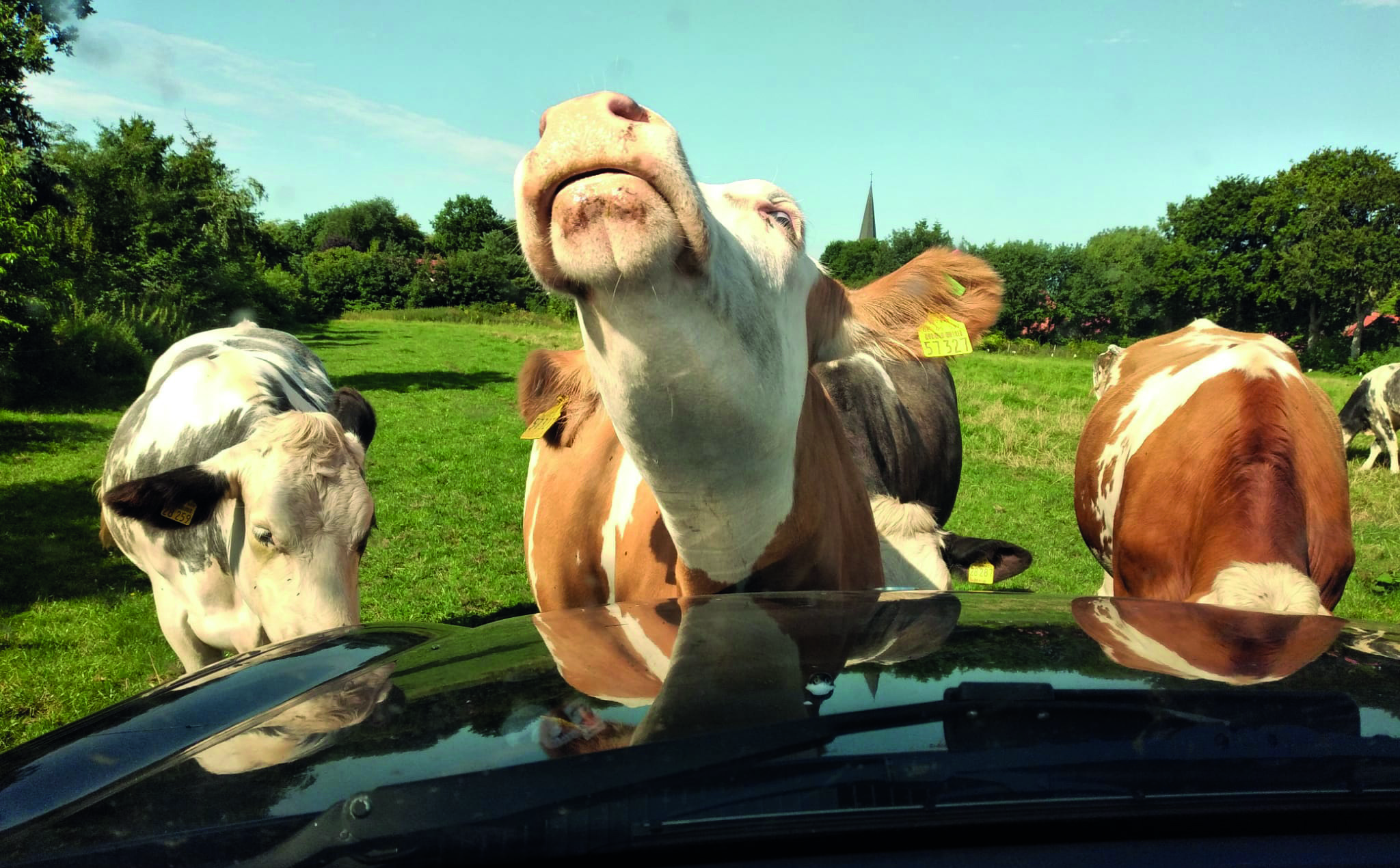 Auto mit Kühen