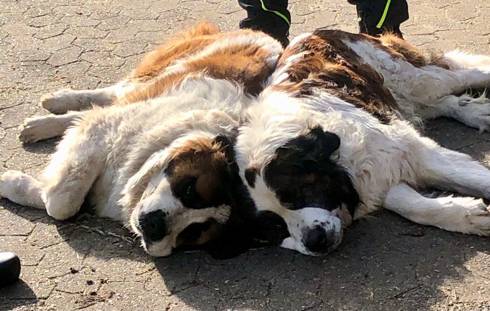Bruno und Bienchen im Nickerchen