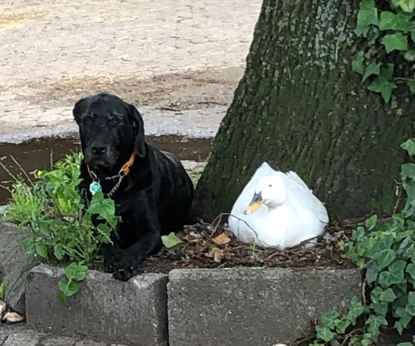 Hund und Gans unterm Baum