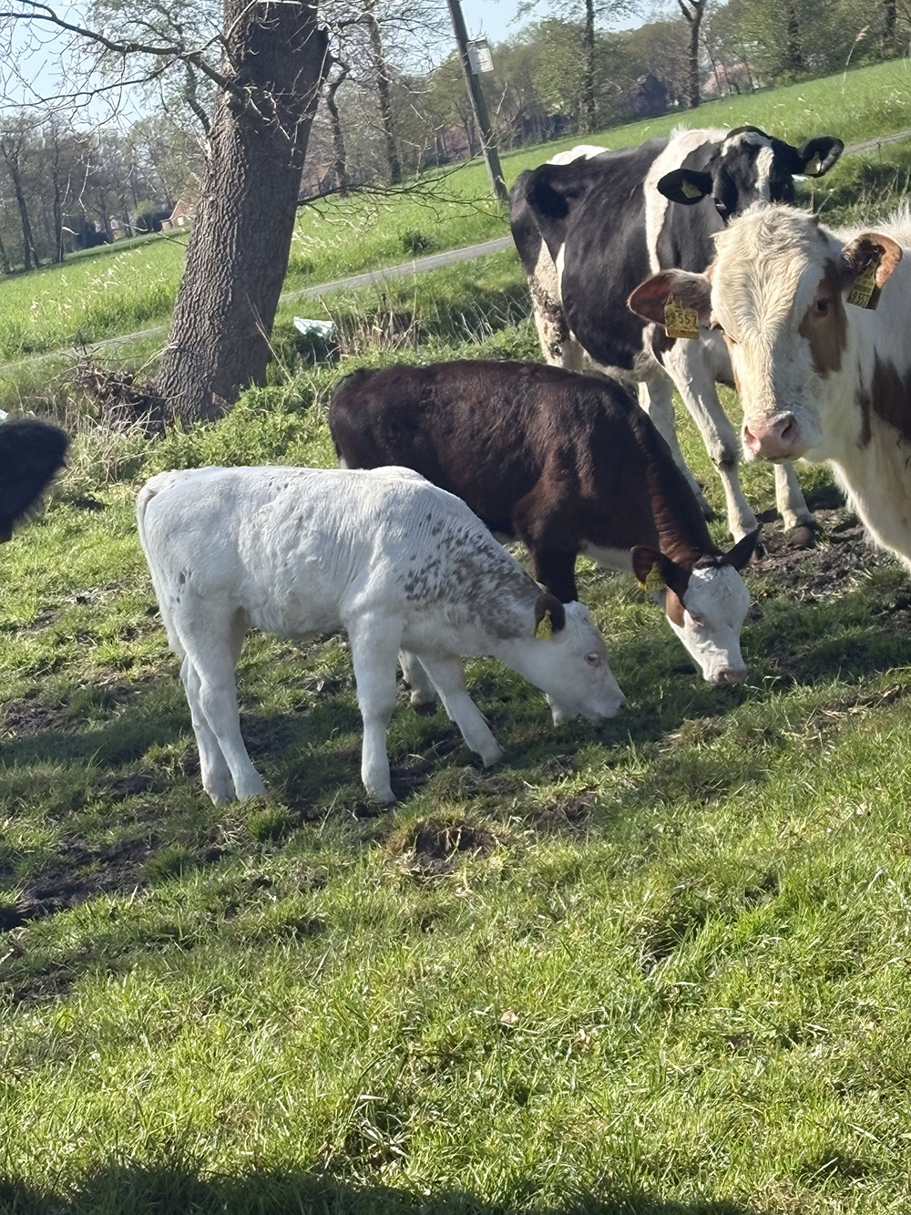 Kälber essen Gras auf der Weide