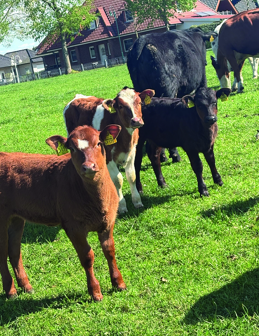 Kälber auf der Weide