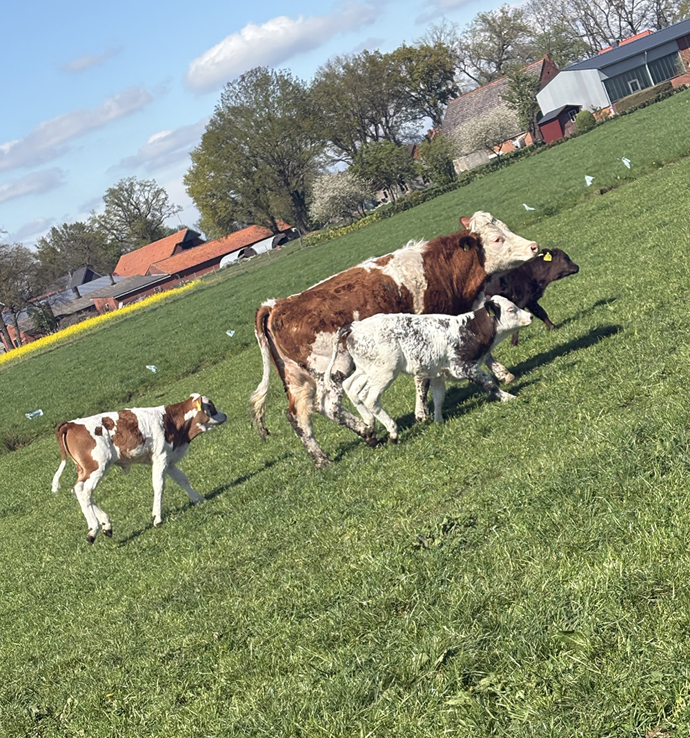 Kälber am spielen